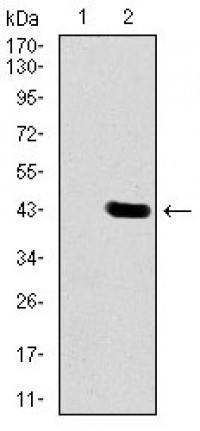 DLL4 Primary Antibody MP30386 [M4A11F8]