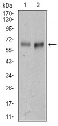 AlCAM Primary Antibody MP30398 [M5B3]