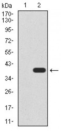 UTF1 Primary Antibody MP30419 [M5B6]