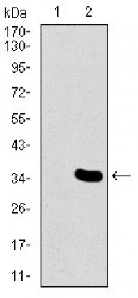 MESP2 Primary Antibody MP30442 [M1B3F9]