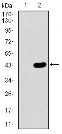 MAP1LC3A Primary Antibody MP30457P [M5B10D8]