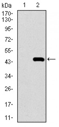 MRPL42 Primary Antibody MP30483A [M3H6H2]
