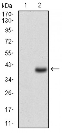 CD7 Primary Antibody MP30503 [M4D4F8]