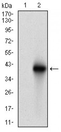 BRCA1 Primary Antibody MP30509 [M6C6D2]