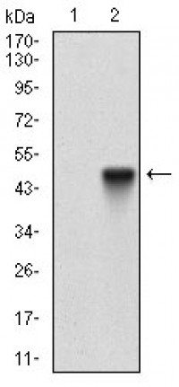 ALCAM Primary Antibody  MP30512 [M8E12C7]