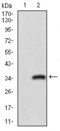 CD24 Primary Antibody MP30519 [M4F4E10]