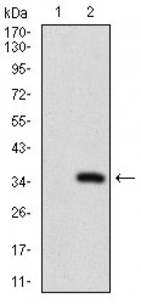 ABCC4 Primary Antibody MP30521 [M2D2A9]