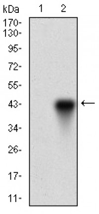 ONECUT3 Primary Antibody MP30534 [M10B2F5]
