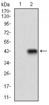 CD22 Primary Antibody MP30549 [M1A3A11]