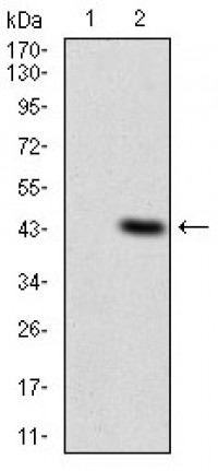 ITGAM Primary Antibody MP30567 [M3A10H5]