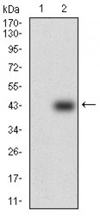 SOX10 Primary Antibody MP30574 [M2E7E8]