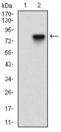 NT5E Primary Antibody MP30614T [M4G6E3]