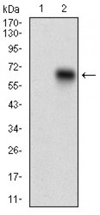 CD68 Primary Antibody MP30618 [M3F7C6]