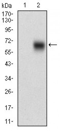 BACE1 Primary Antibody MP30625T [M3C1C3]