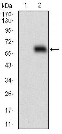 HOXB4 Primary Antibody  MP30629T  [M3A2F2]