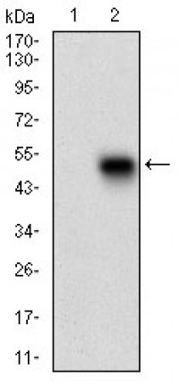 PLA2G12A Primary Antibody MP30631 [M3H2C11]