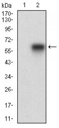 HOXB4 Primary Antibody MP30643T [M3A2D4]