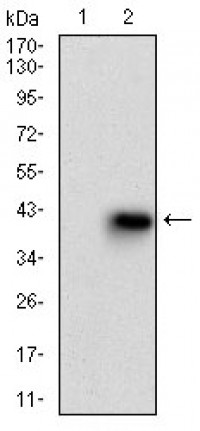 MMEL1 Primary Antibody MP30647T [M2D2H5]