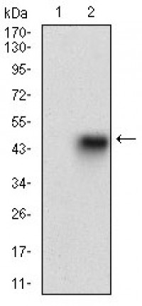 PRL Primary Antibody MP30648T [M2H10H5]