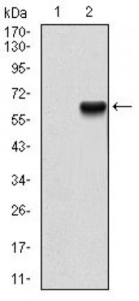 PRKCG Primary Antibody MP30662T  [M1G5B3]