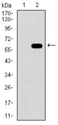 RELB Primary Antibody MP30663T [M2E4B1]