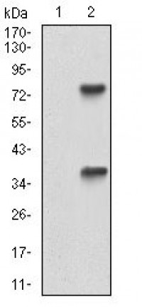 TUBE1 Primary Antibody MP30667T [M5F3B7]