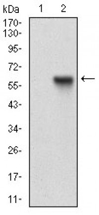 RAB27A Primary Antibody  MP30674T [M7D7C9]