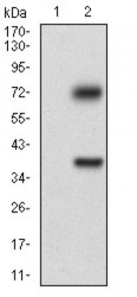 TUBE1 Primary Antibody MP30678 [M7G3B2]