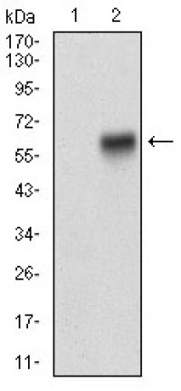 RAB27A Primary Antibody  MP30681T[M4D3F11]