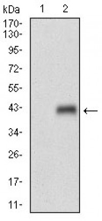 MLANA Primary Antibody  MP30682T  [M2F3B7]