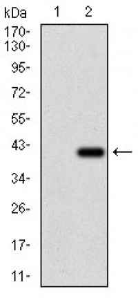 RHOF Primary Antibody MP30685T  [M1D4B6]