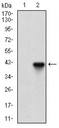 PIK3CG Primary Antibody MP30687 [M4B5D2]