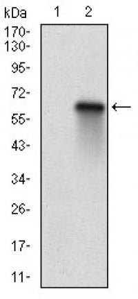RBL2 Primary Antibody MP30695 [M2C8A8]