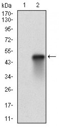 HSF1 Primary Antibody  MP30696T[M4D5F4]