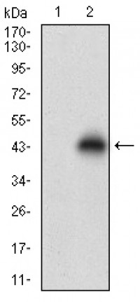 TCL1A Primary Antibody MP30715T [M2E3A5]