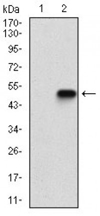 CASP-7 Primary Antibody  MP30727T [M4D10B2]