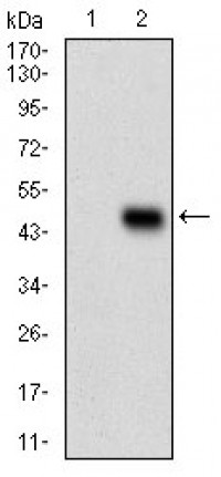 CD6 Primary Antibody MP30729T [M6B11G6]