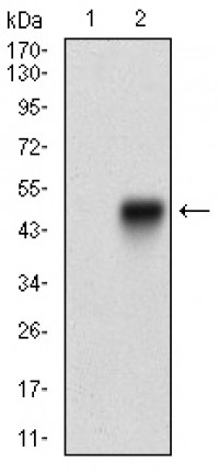 ANPEP Primary Antibody  MP30732T [M1C7D7]