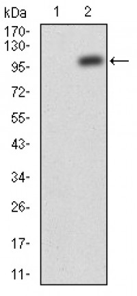 JAK2 Primary Antibody MP30747T [M5C12C9]