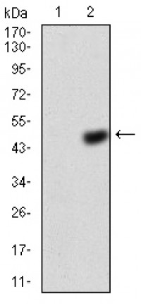 ANXA5 Primary Antibody MP30753T  [M3B9F3]