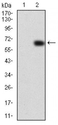 VAV2 Primary Antibody MP30757T [M3F5D3]