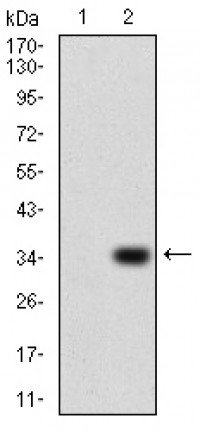 P2RY13 Primary Antibody MP30760T [M6G12E10]