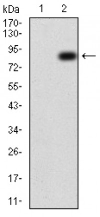 TIP60 Primary Antibody  MP30761T [M4B3B4]