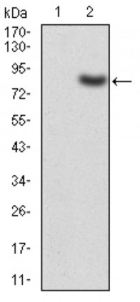 TIP60 Primary Antibody MP30766 [M2A11H7]
