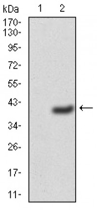 SELL Primary Antibody MP30769 [M8C8F3]