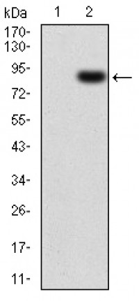 CSF1R Primary Antibody MP30773 [M4C9G2]