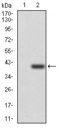 SELL Primary Antibody  MP30776T [M8C8B7]