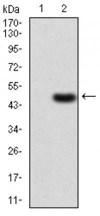 GNAS Primary Antibody  MP30780T [M7G6G5]
