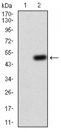 GNAS Primary Antibody  MP30781T [M2A2B7]