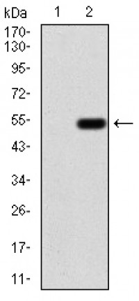 EMD Primary Antibody  MP30789T [M8F5A8]